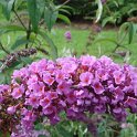 Buddleja davidii 'Border Beauty' fleur P13